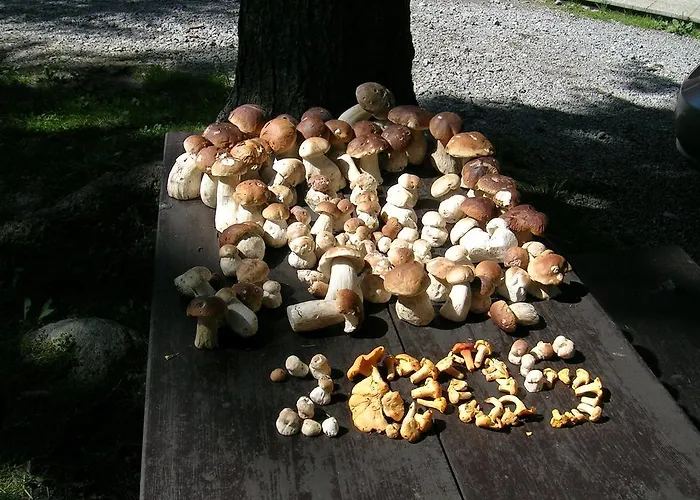 Pribisko 651 בקתה